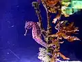 Seahorses at the rare species exhibit