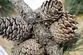 Close up of bishop pine cones