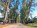 Pine Tree Drive north of 41st Street (southbound view), originally planted as a windbreak by J. S. Collins