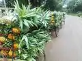 pineapples carrying to Jolchatro market