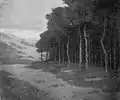 Pines at Knocke by Charles Warren Eaton