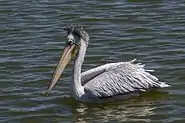 Pink-backed pelican