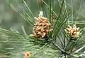 Male (pollen) cones