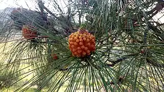 Pinus canariensis male cone in Gran Canaria.