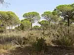 Pinus pinea in Huelva, Spain