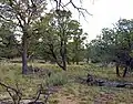 A view of a grassy area with sparse trees. The grass is medium in thickness.