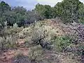 A view of a hillside with shrubs on it, with scrubby trees in the background.