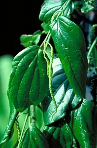 Foliage and flowers