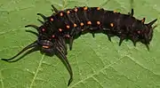 Battus philenor caterpillar, low temperature black form