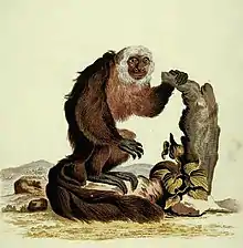 Drawing of brown monkey