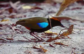 Crouching rainbow pitta