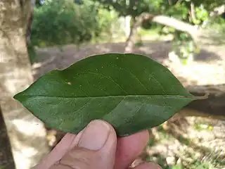 Leaf, top side