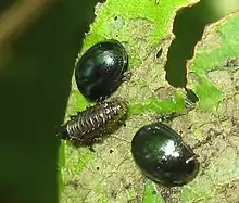 Larva and adults