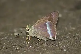 Ventral view