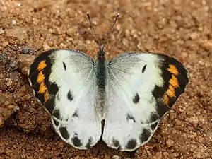 Dorsal view (female)