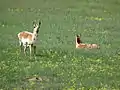 Pronghorn