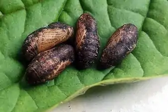 Pupa