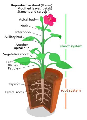 A diagram of a "typical" eudicot, the most common type of plant (three-fifths of all plant species). However, no plant actually looks exactly like this.