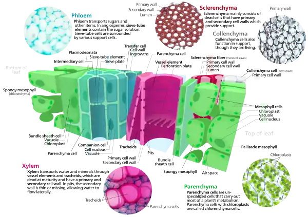 Cross section of a leaf showing parts of a vascular bundle