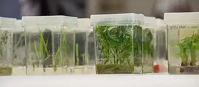 Young plants from tissue culture