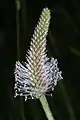 Plantago media (spike)