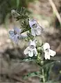 Penstemon albidus, white penstemon. Near Columbus, Montana. 4 June 2006