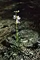 Penstemon albidus, white penstemon. Near Columbus, Montana. 4 June 2006