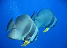 Teira batfish in South West Rocks Australia, 2005