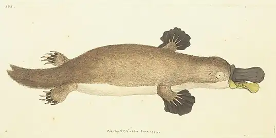 illustration from the first scientific description in 1799