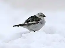 Snow buntingPlectrophenax nivalissnespurv