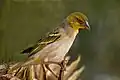 male (non-breeding)P. c. cucullatus, Gambia