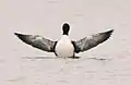 Common loon (Gavia immer) rearing up. Note the plump body and pointed but rather short wings