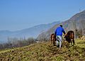 A farmer in Aragam ploughs his land by traditional plough driven by oxen.