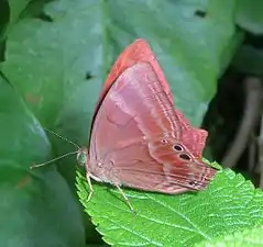 Ventral view