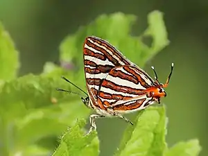 Ventral view