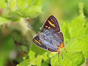 Dorsal view