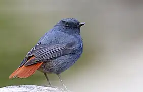 Male, Chaffi, Nainital, Uttarakhand