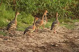 Plumed whistling ducks