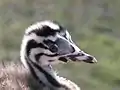 Head of juvenile with characteristic stripes