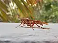 Polistes carnifex carnifex in Mexico.