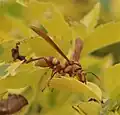 Polistes major colombianus in Colombia.