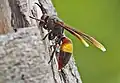 Polistes sagittarius in Cambodia.