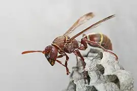 Polistes africanus wasp on a nest in Tanzania.