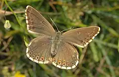 Female, upperside