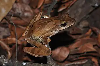 Lateral view