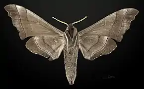 Male underside