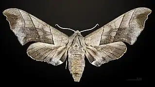 Female