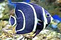 The gray angelfish