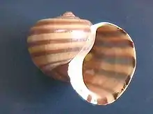 Pomacea glauca