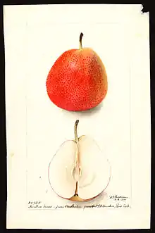 Watercolor of Forelle (Common pear) painted in 1900 by Deborah Griscom Passmore (USDA)